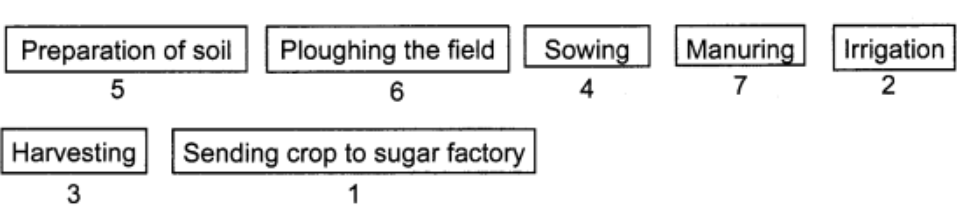 10. Arrange the following boxes in proper order to make a flow chart of sugarcane crop production