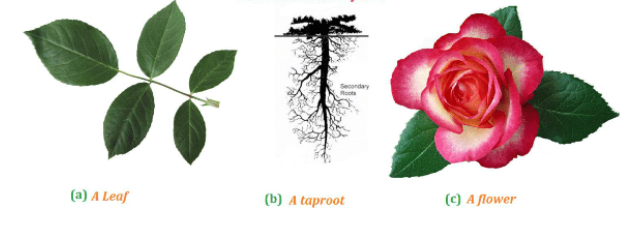 NCERT Solutions for Class 6 Science Chapter 7 Getting to Know Plants