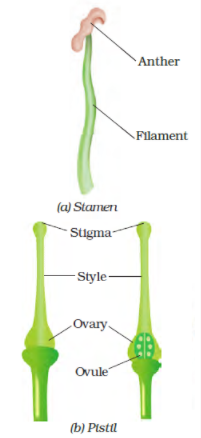 Question 5 Sketch the reproductive parts of a flower Answer