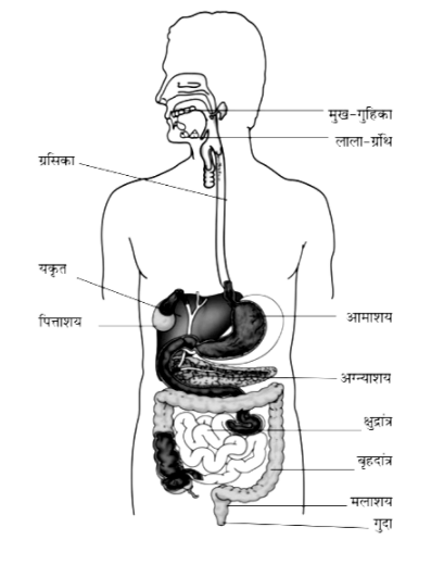 NCERT Solutions for Class 7 Science Hindi Medium Chapter 2 प्राणियों में पोषण
