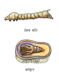 NCERT Solutions for Class 7 Science Hindi Medium Chapter 3 रेशों से वस्त्र तक