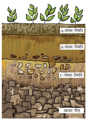 NCERT Solutions for Class 7 Science Hindi Medium Chapter 9 मृदा