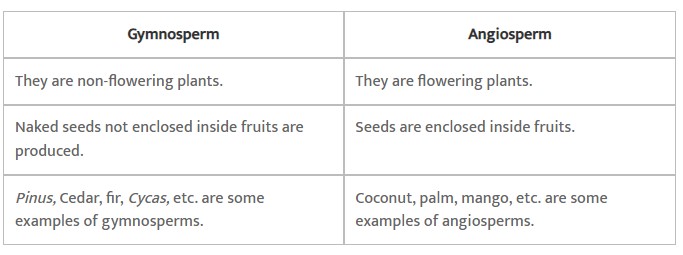 difference between gymnosperms and angiosperms